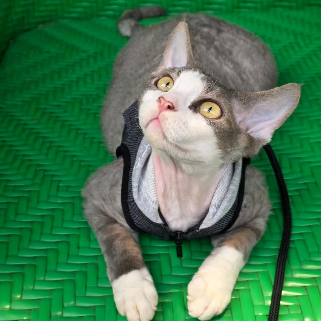 敖丙是只大饼喵