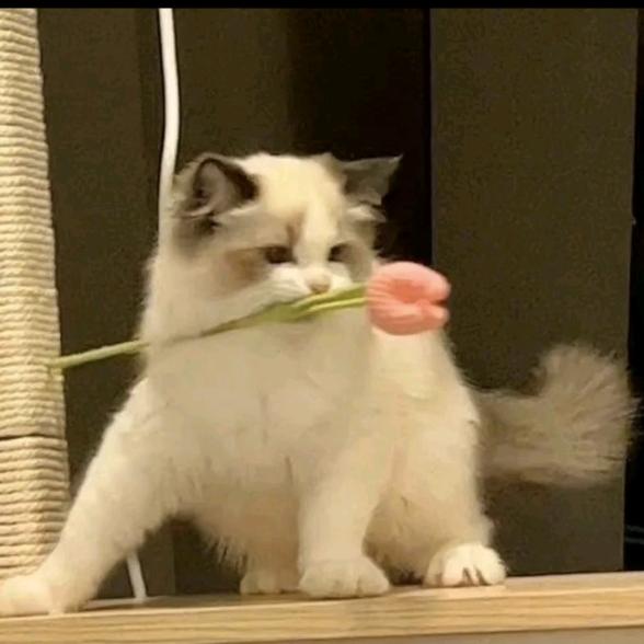 北肆