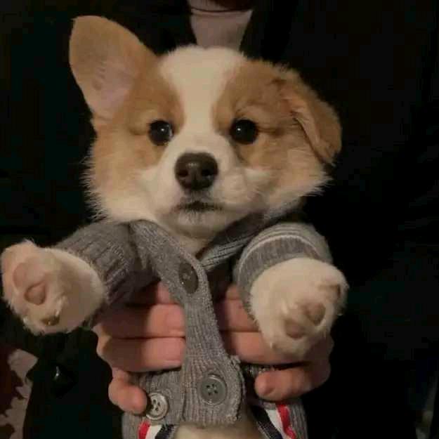 拐个柯基当伴郎