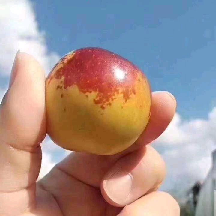 冬枣之乡