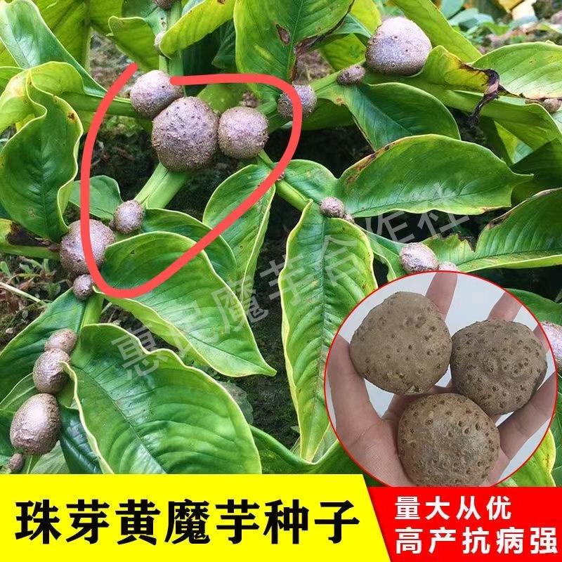 星星眼泪全手工制作红茶