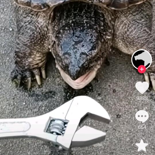 山木