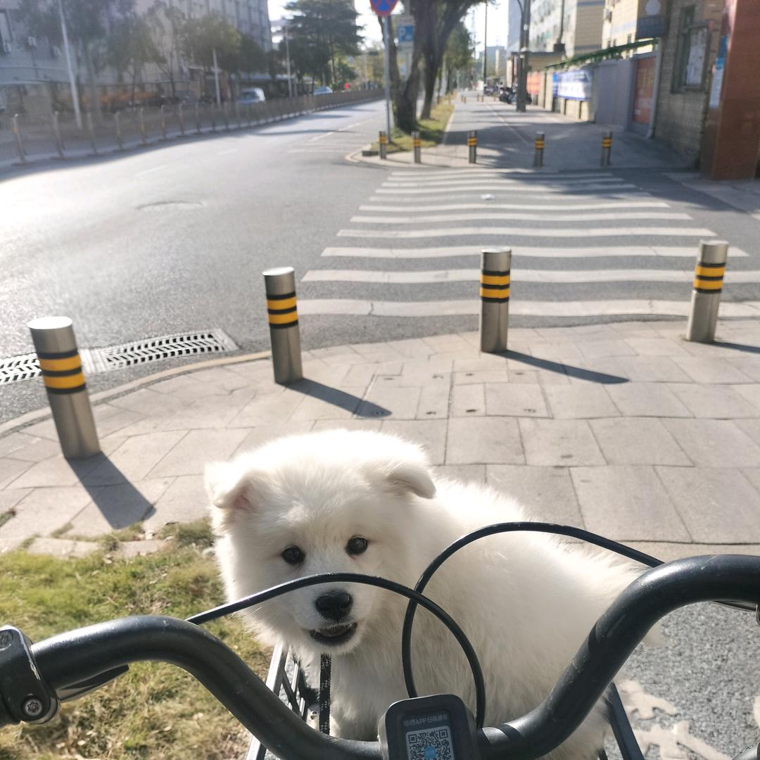 🌈✨萨摩耶乐乐，🍀🍀🍓