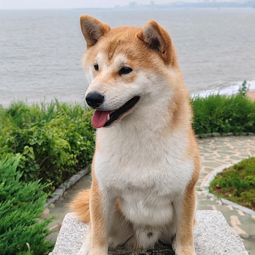 鷗鷗