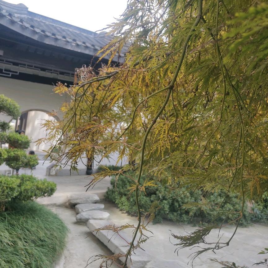 青青芳草心头像
