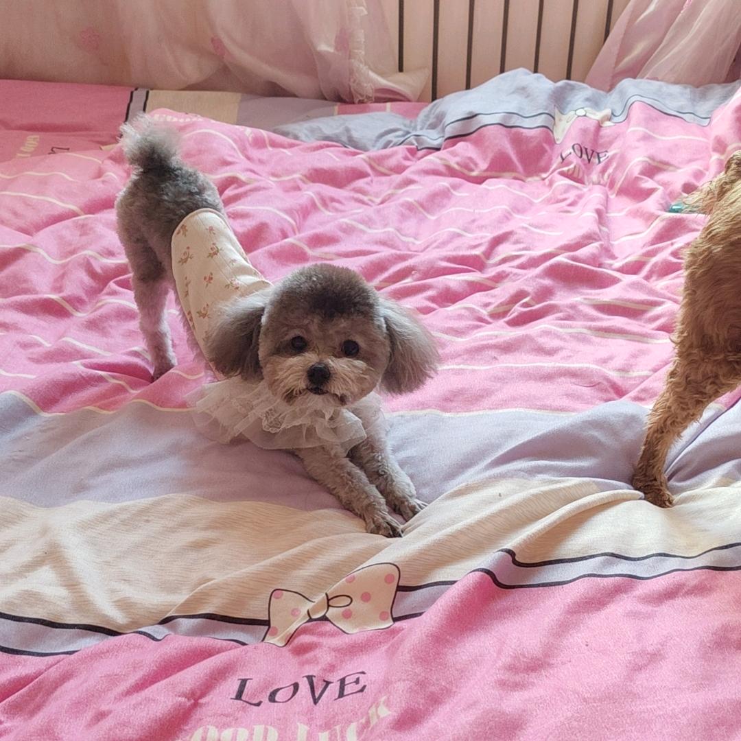 🦊御姐🦊静静