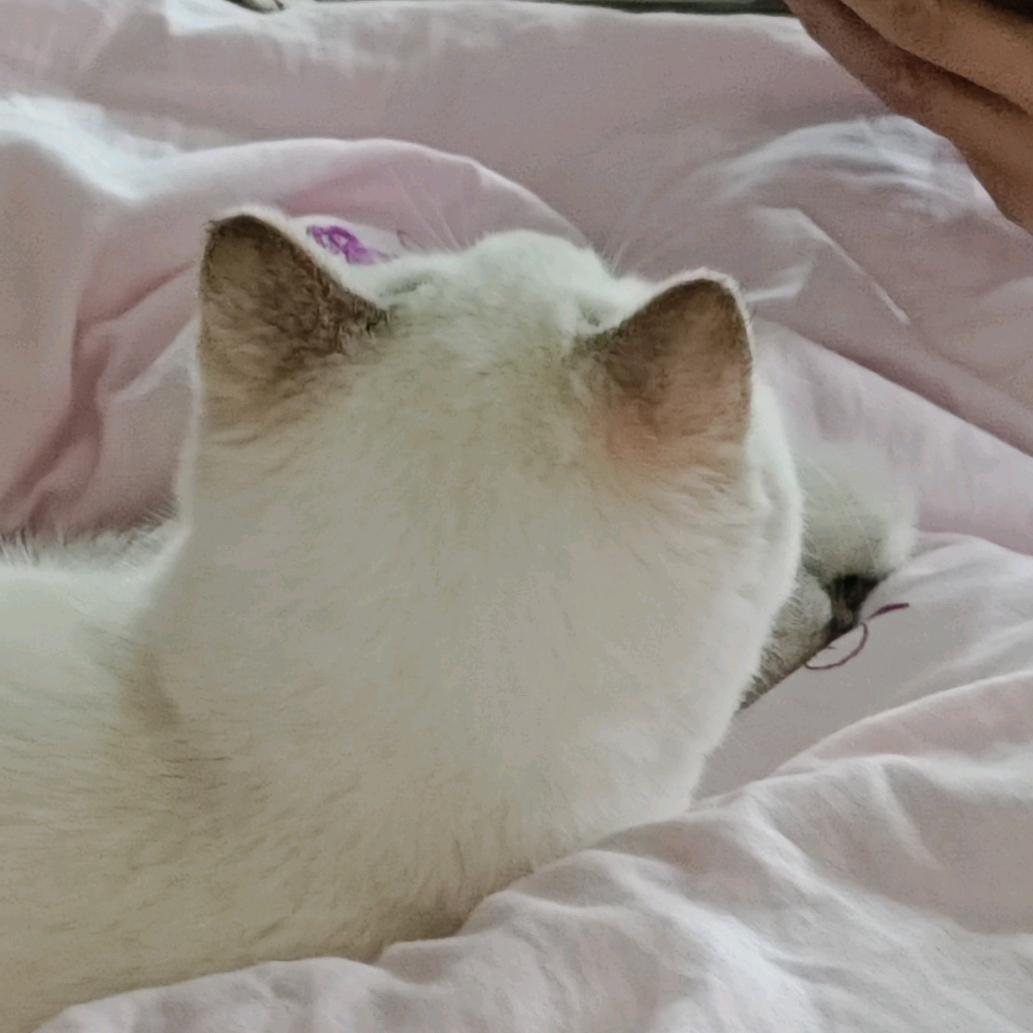 好剥的洋葱