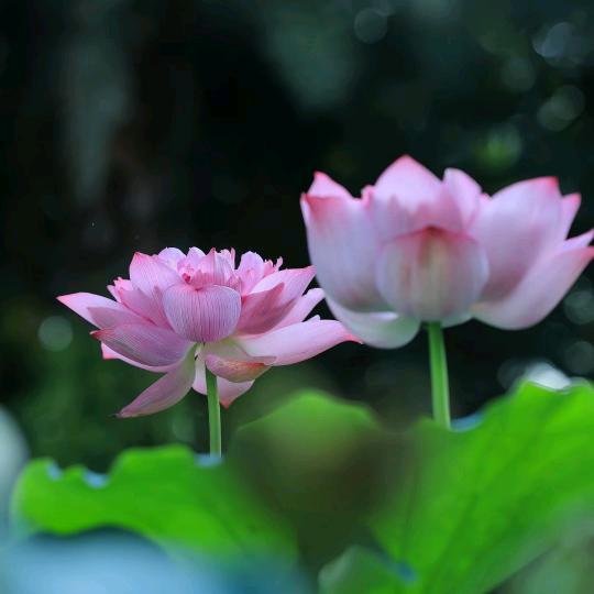 玉