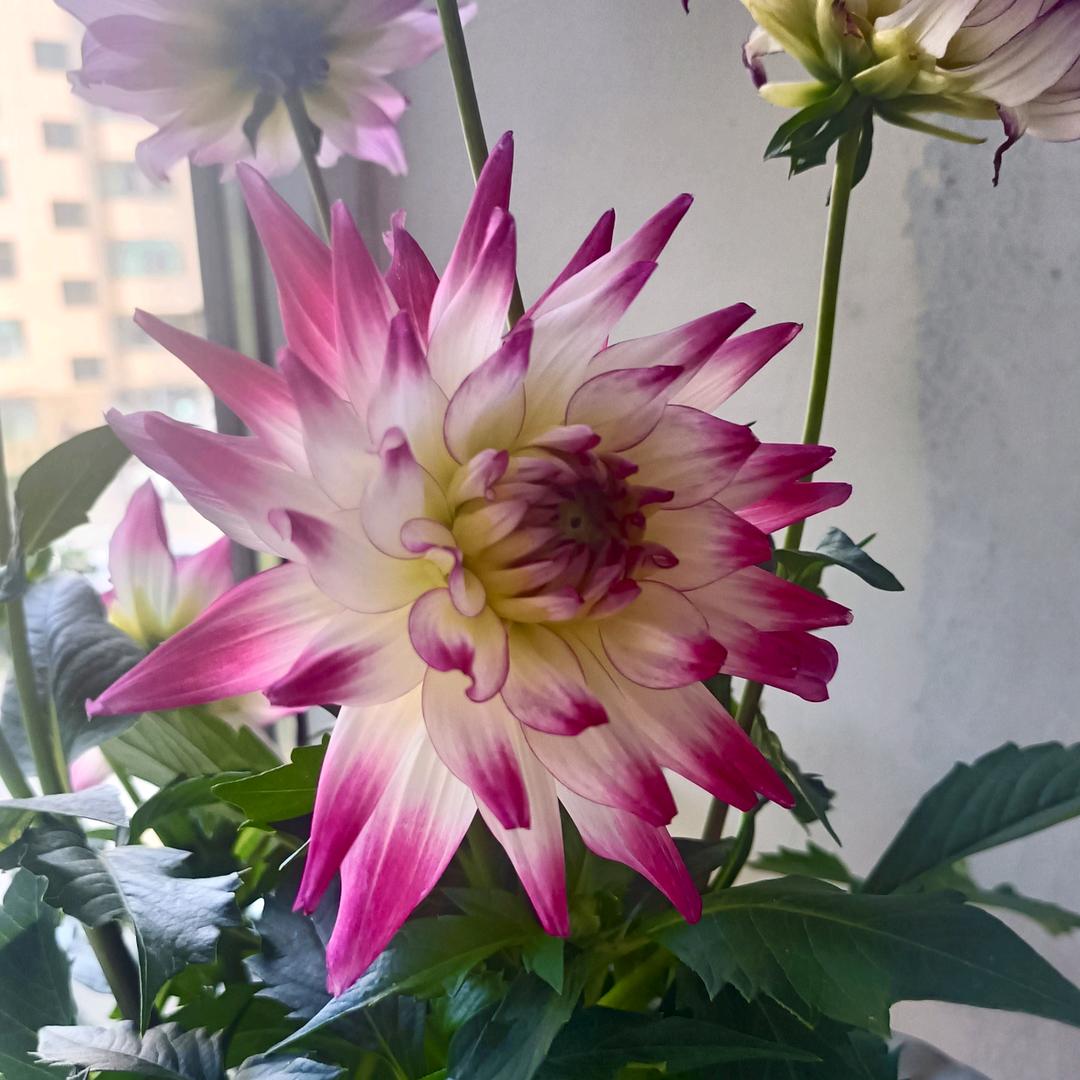 ，开花语