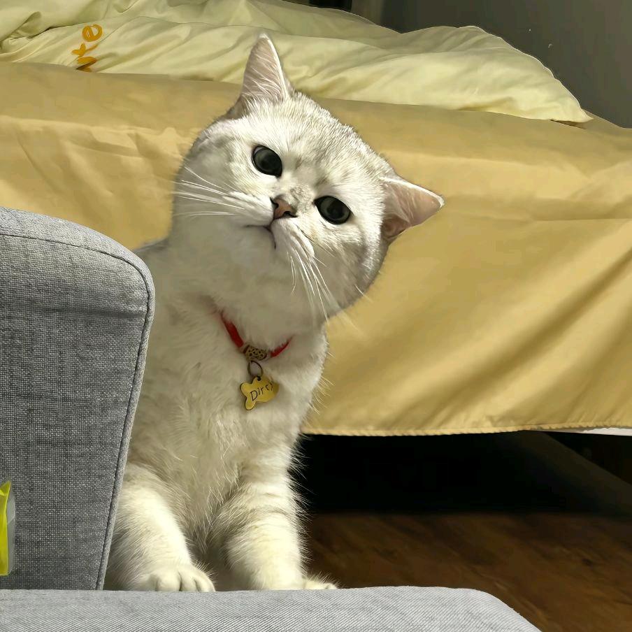 咪咪