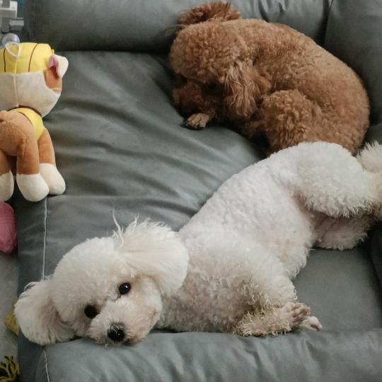 doudou