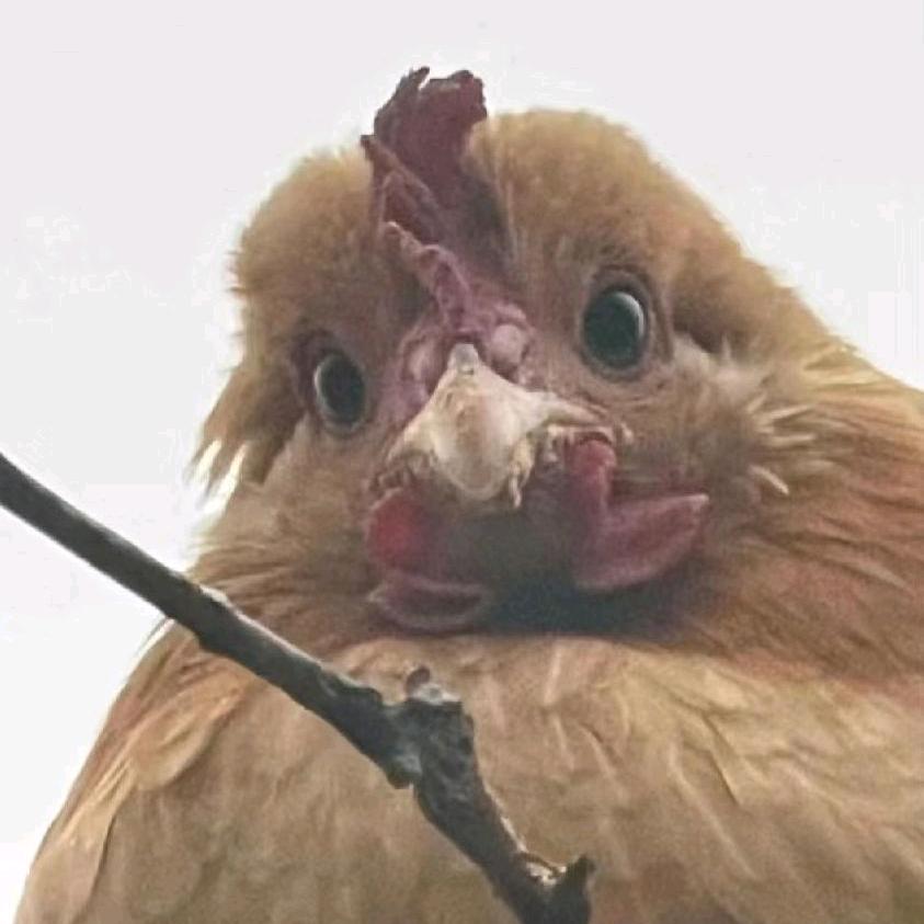 莜莜