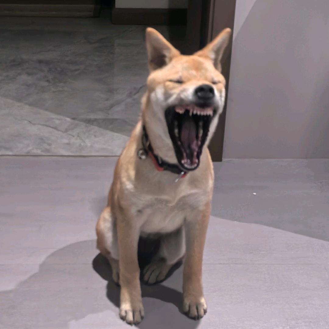 你好呆阿