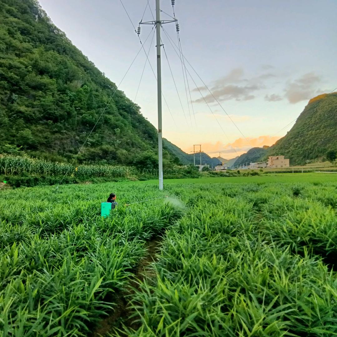 坦白