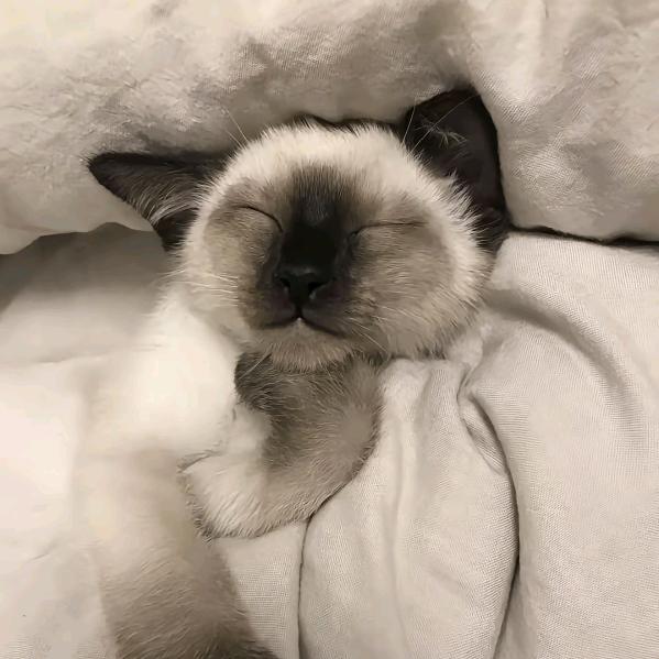 椰椰