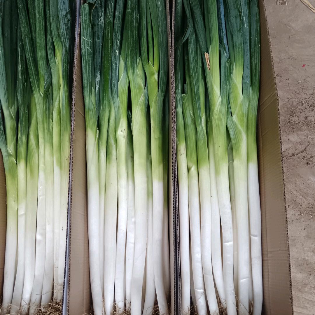 虫虫草