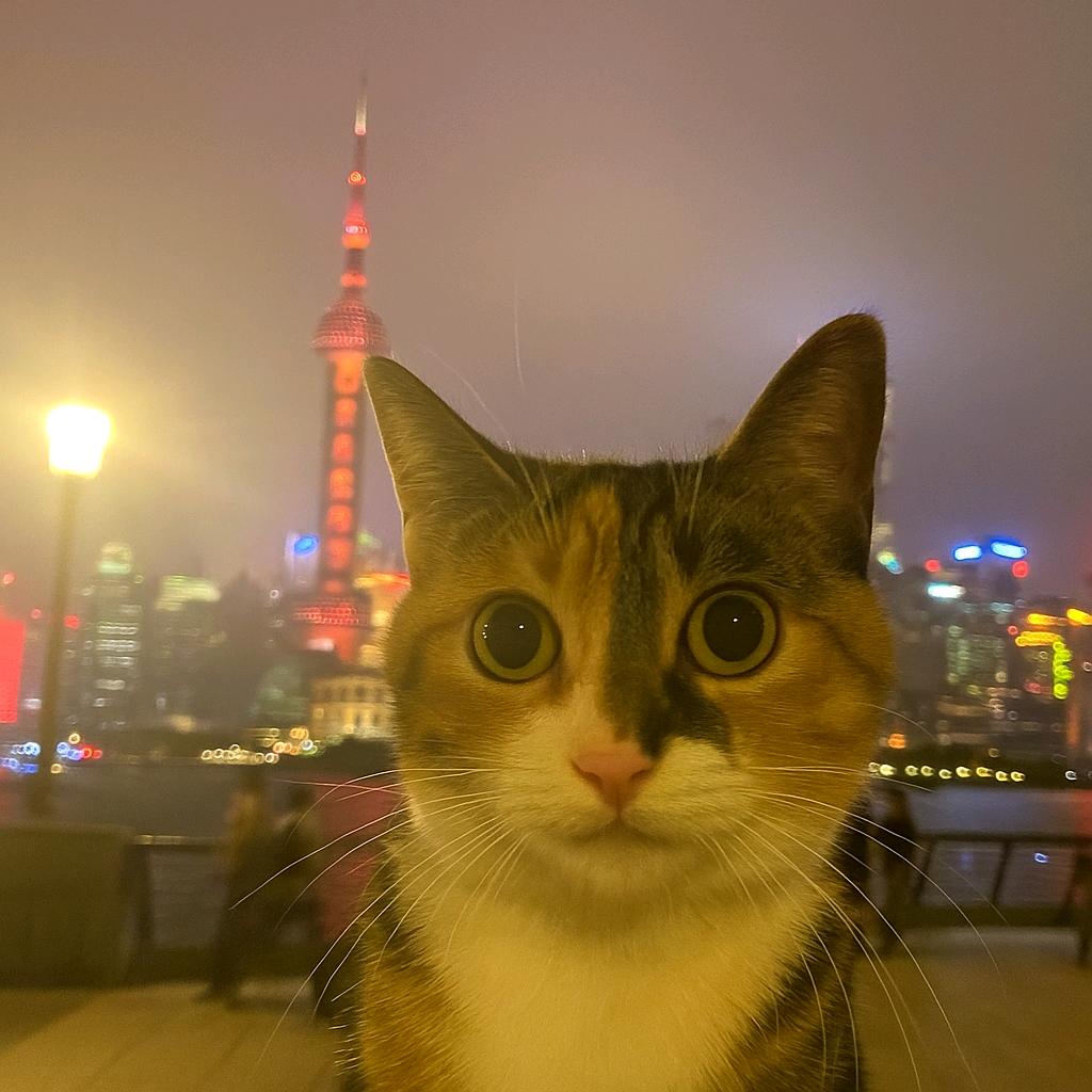 如果不是猫🐱