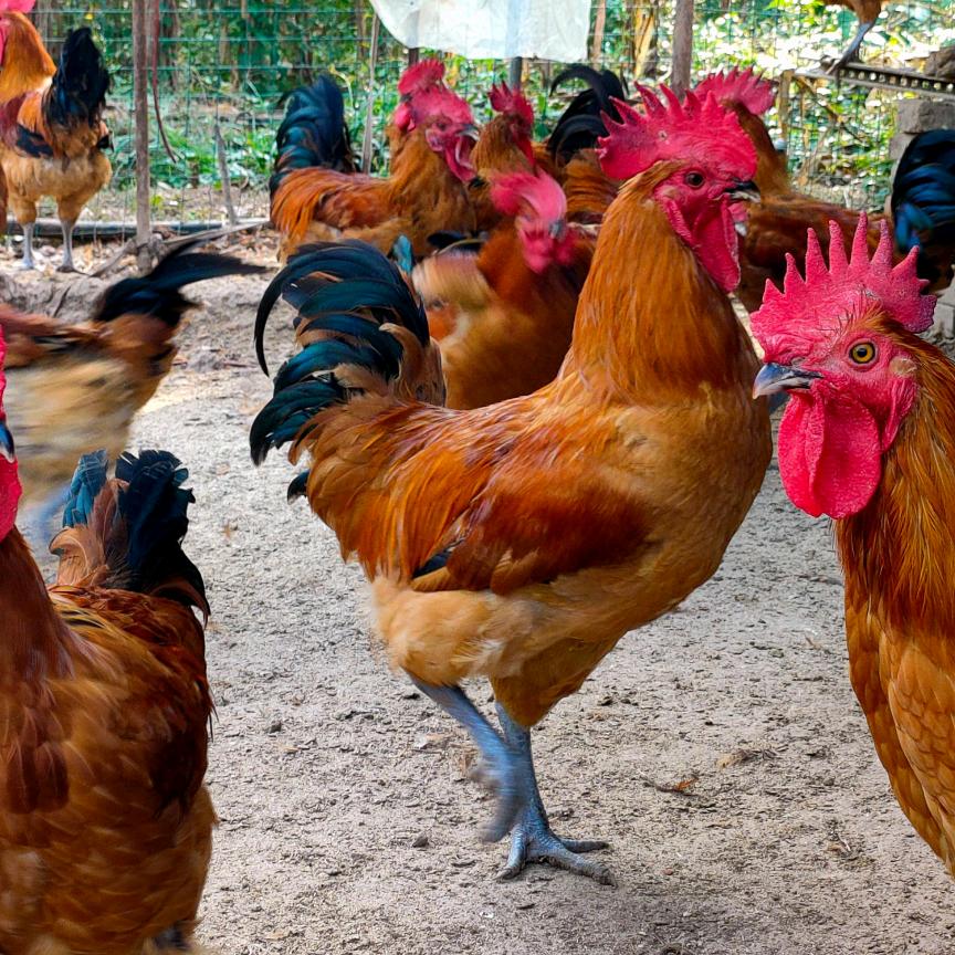 正宗临沂路边炒鸡