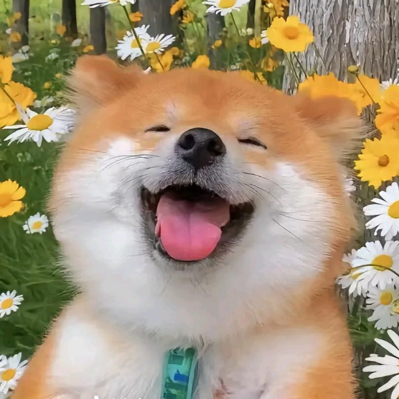 快乐小狗.🇨🇳