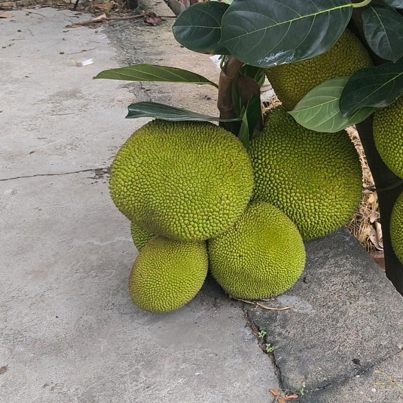 yu升
