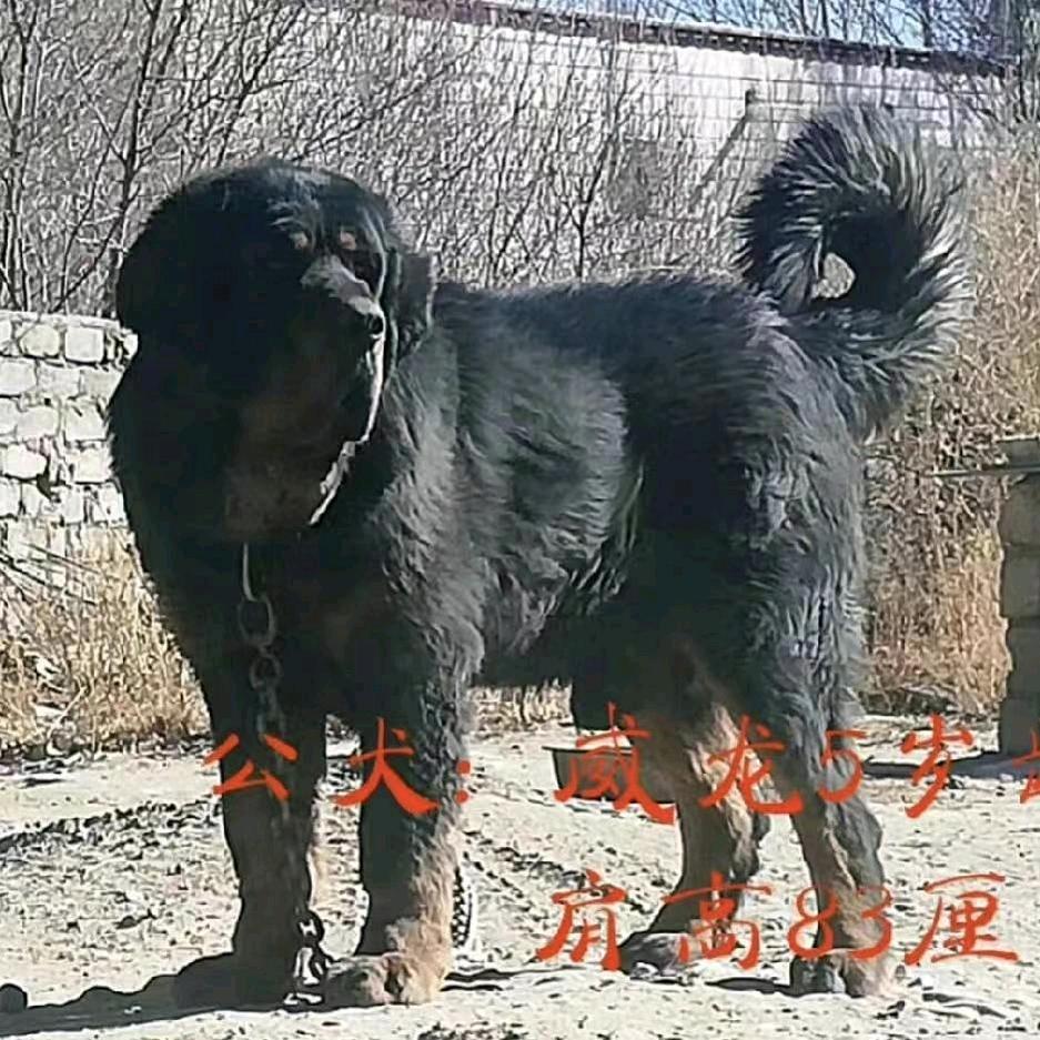 养獒人李萍姐