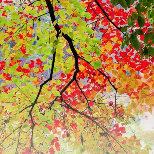 （林哥）室内装修