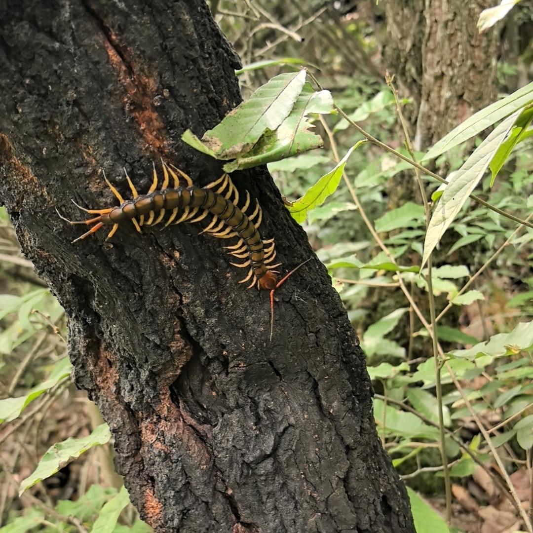 抖音小金