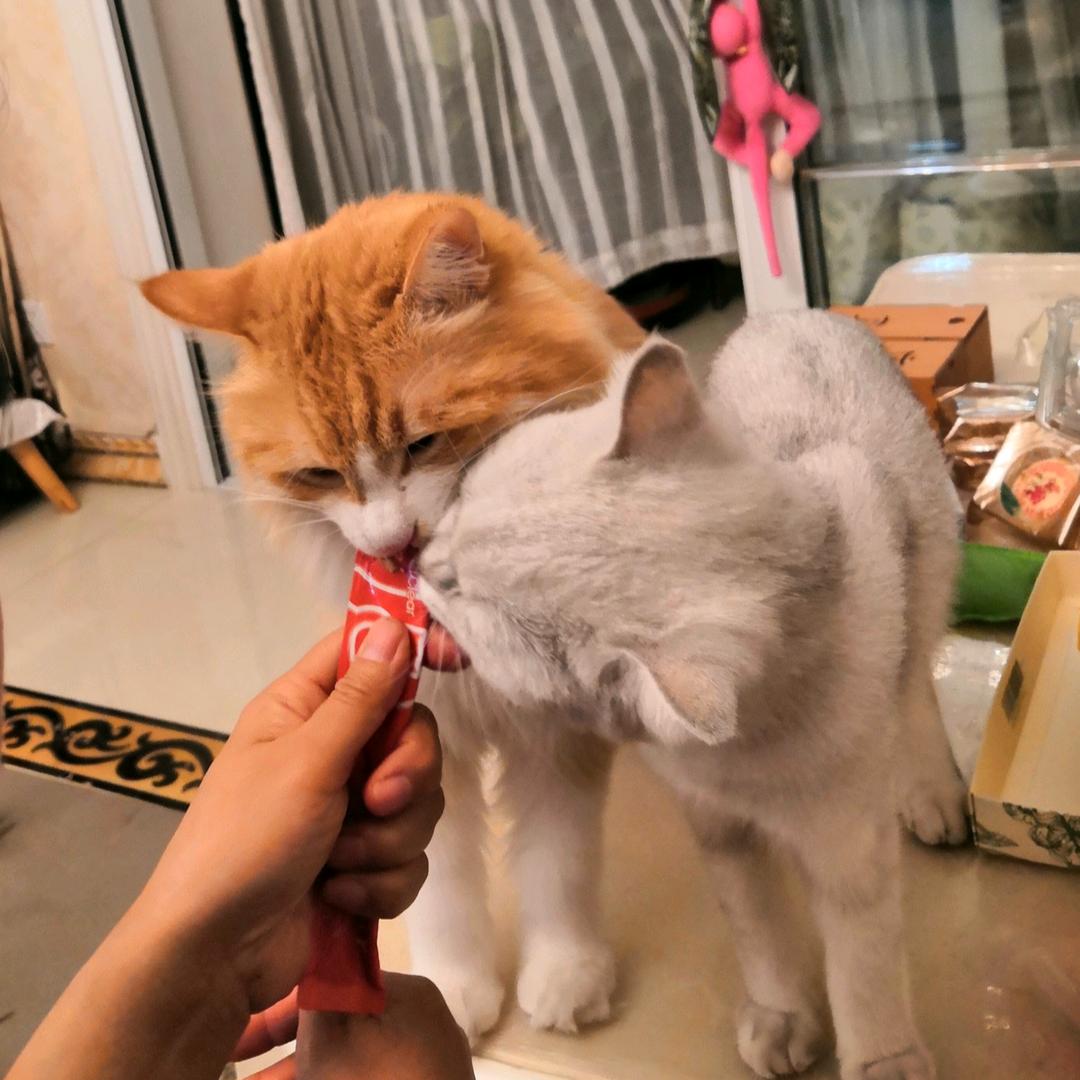 小喵咪呀🐱