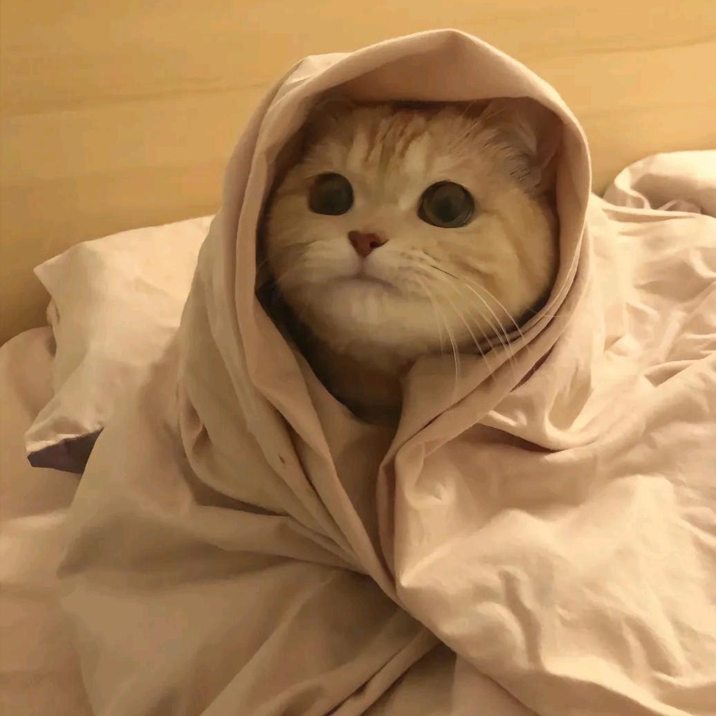 🍀  或许
