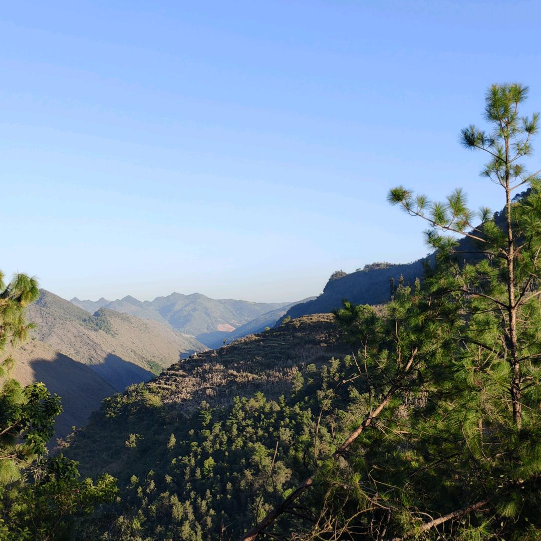 高山生姜