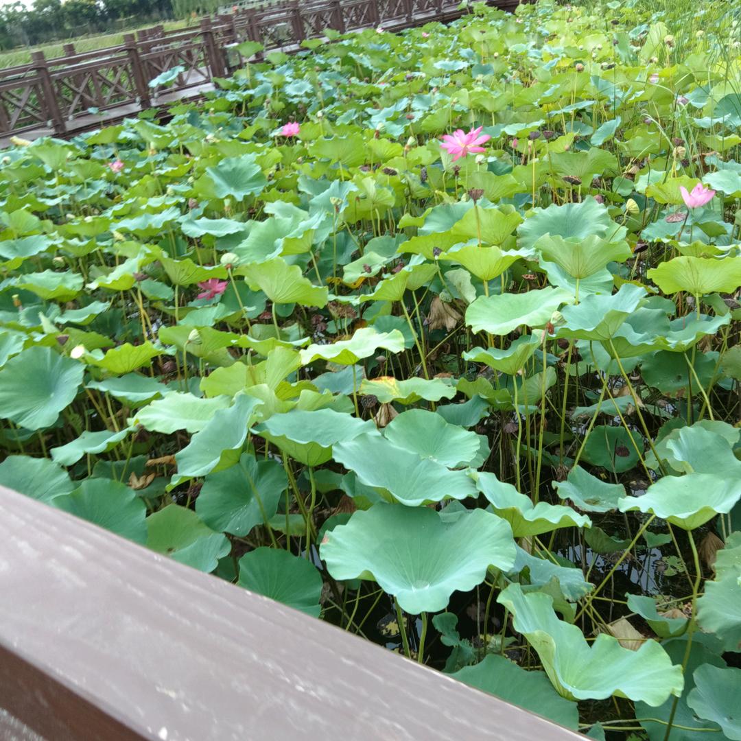 ♥♥╣重生╠♥