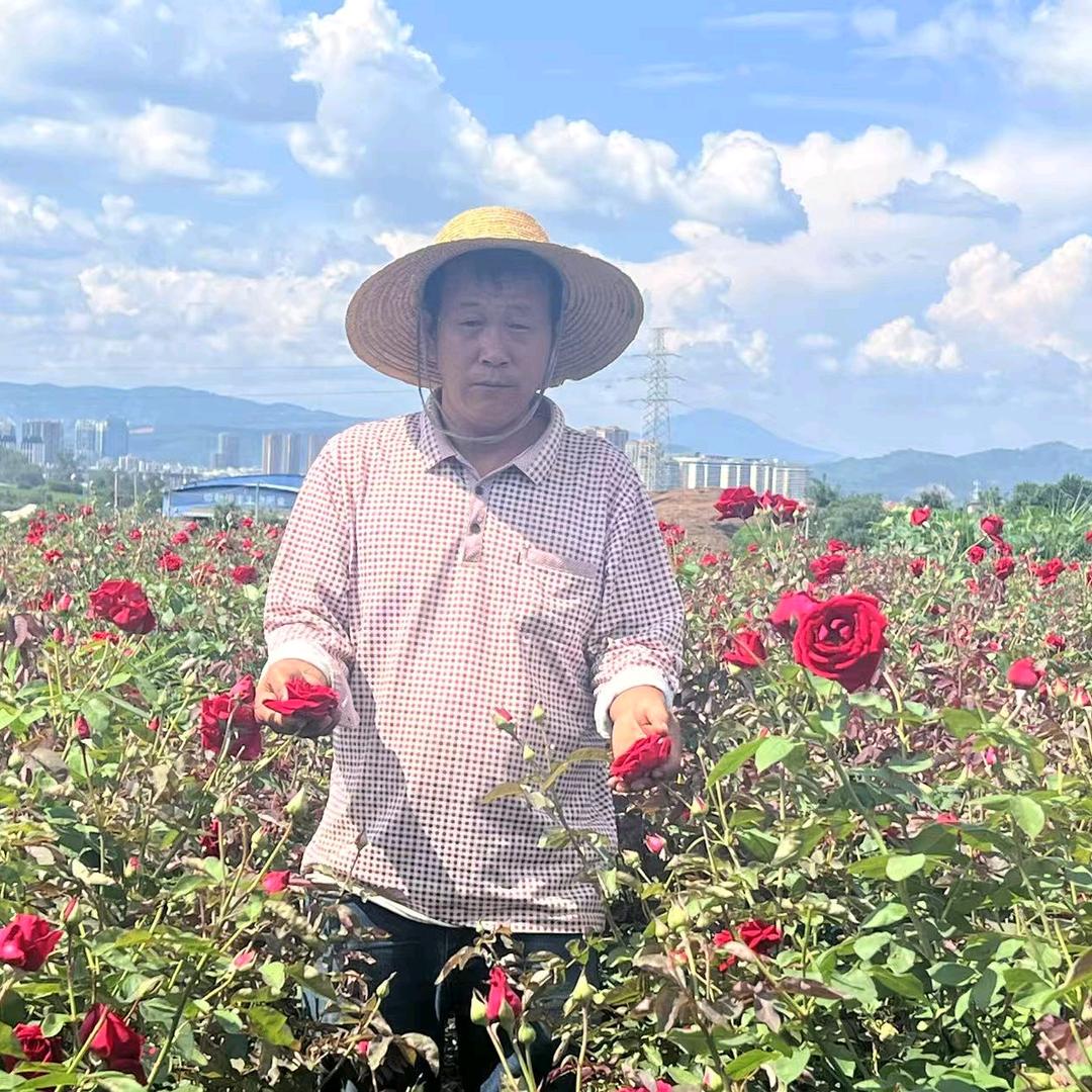 墨红玫瑰鲜享家