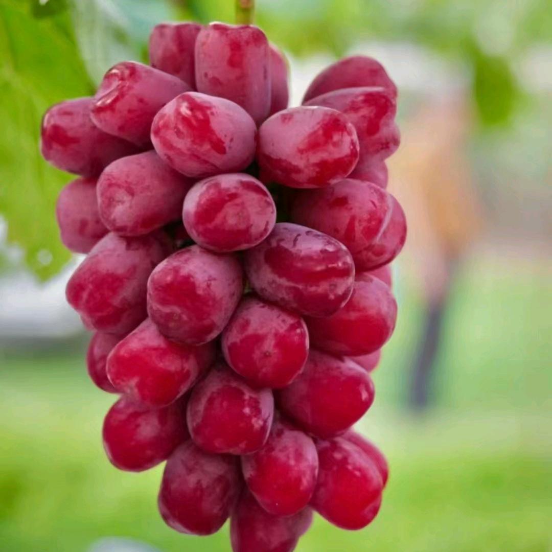 中霖添香-葡萄种植技术+63