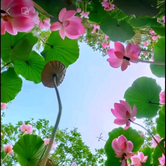 随风摇曳