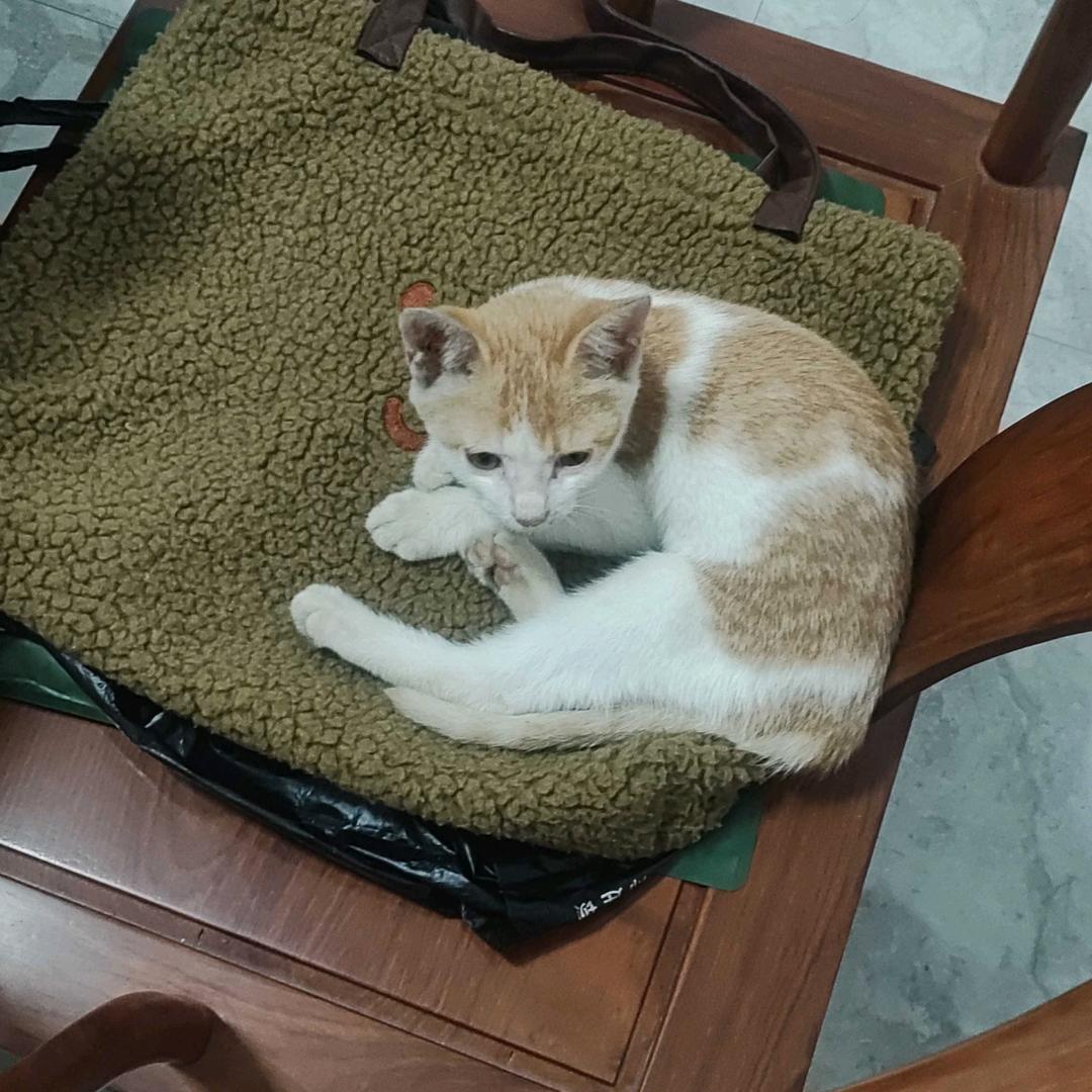 泡泡
