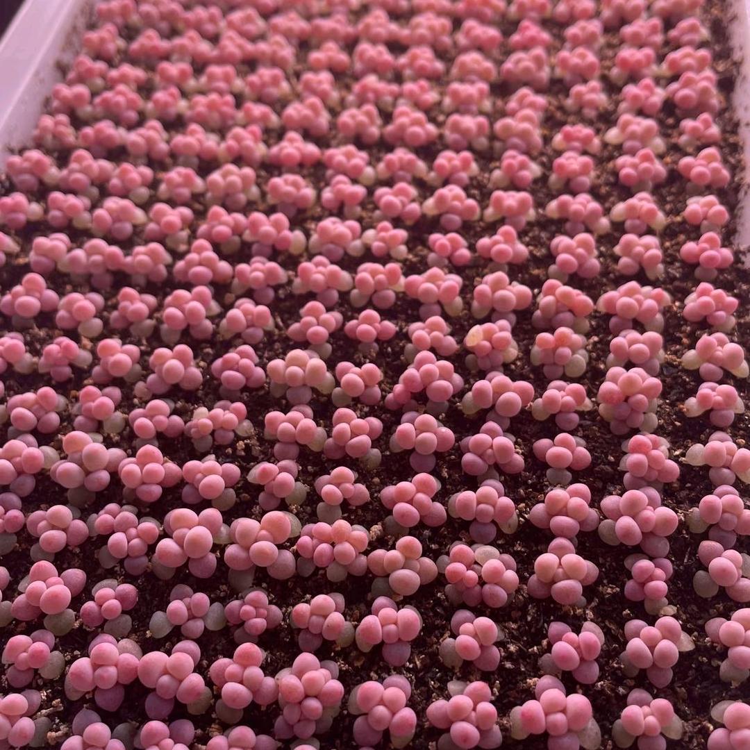 女汉子也有一颗玻璃心