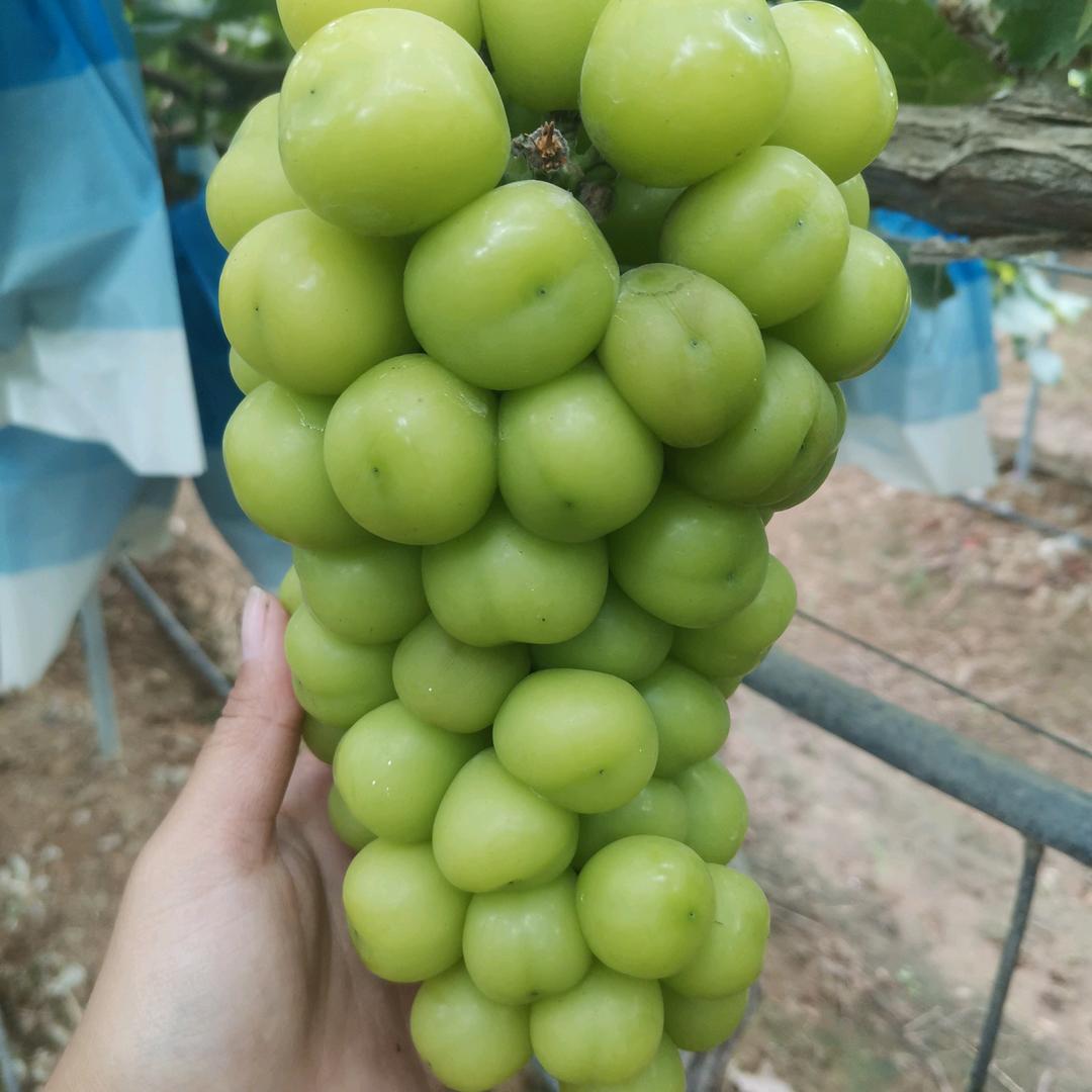 强子的好好生活