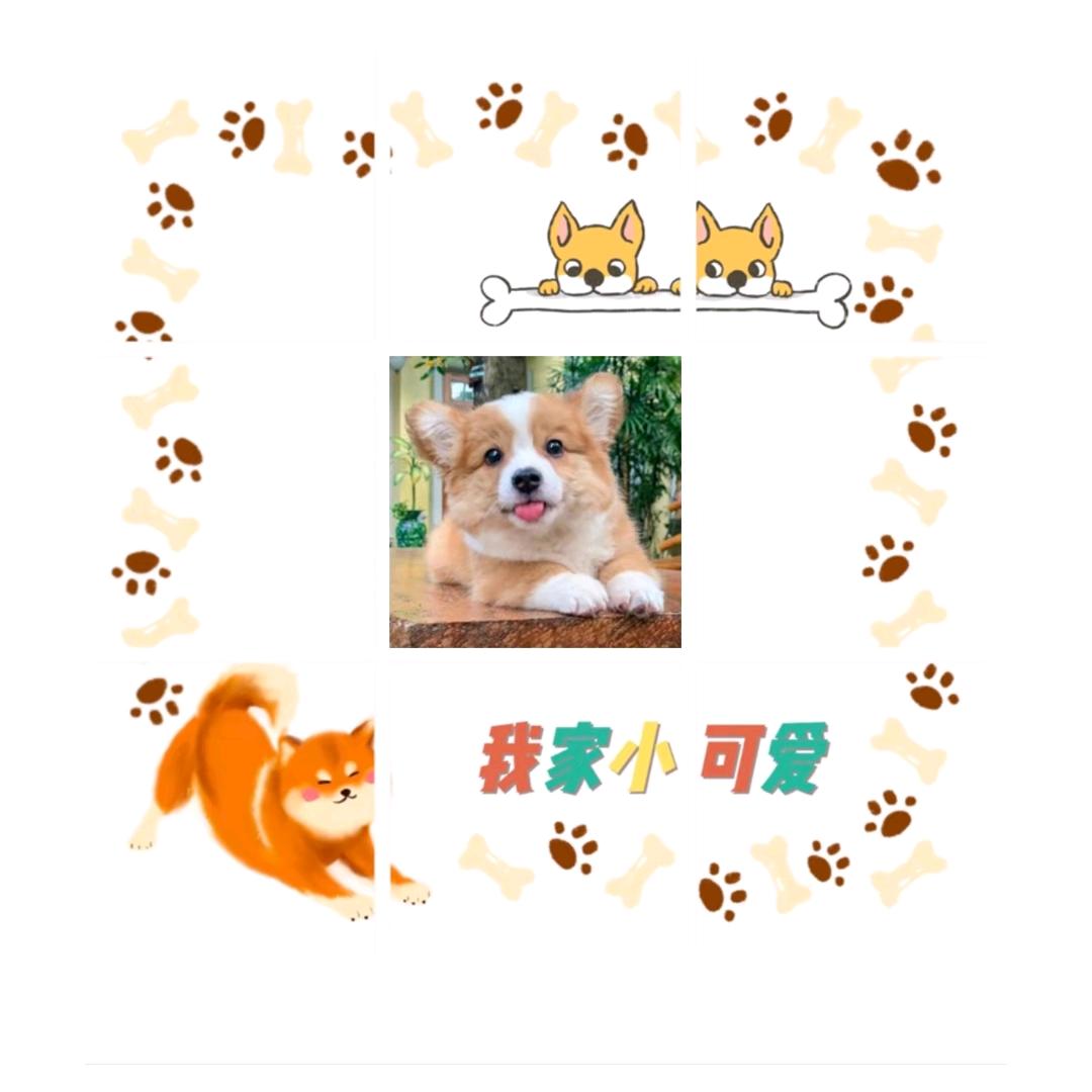 小王爱养狗