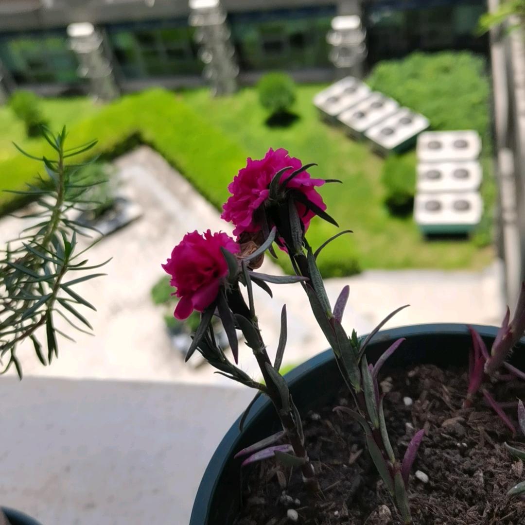 春暖花开的绽放