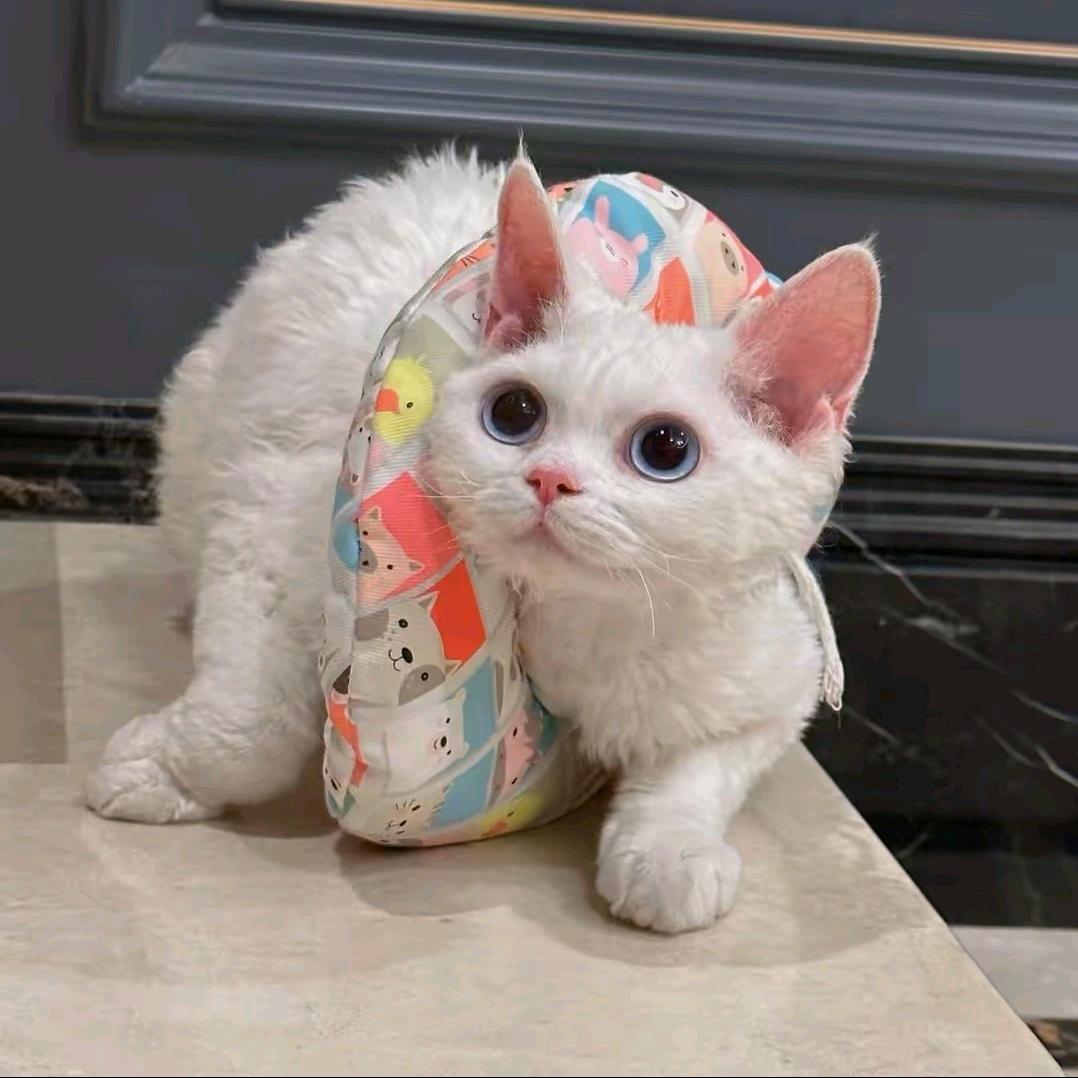 散落的记忆.梦盛