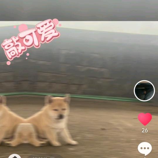 张氏国犬养殖基地