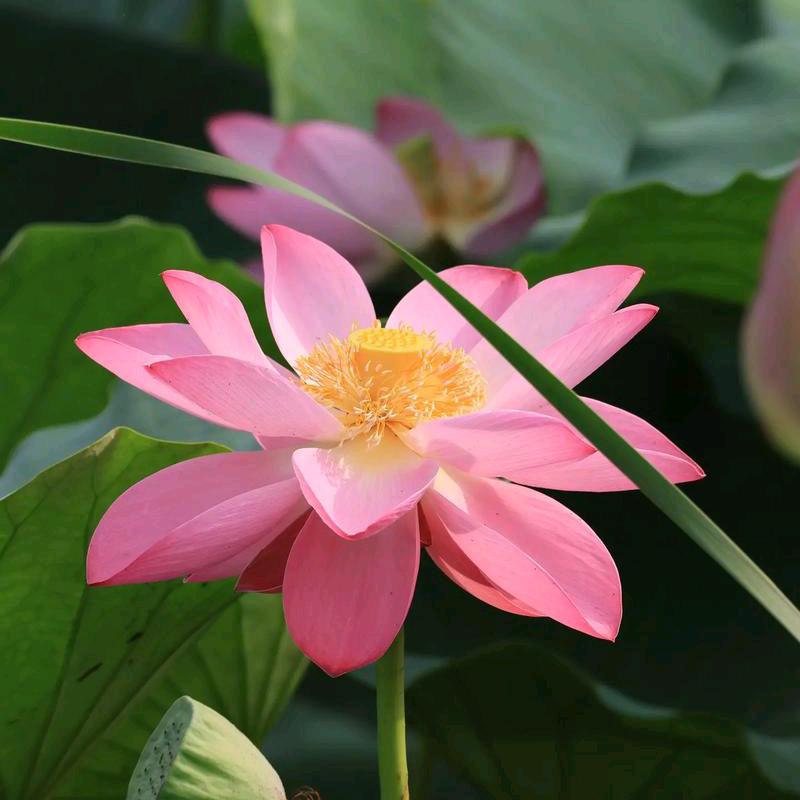 闵思燕