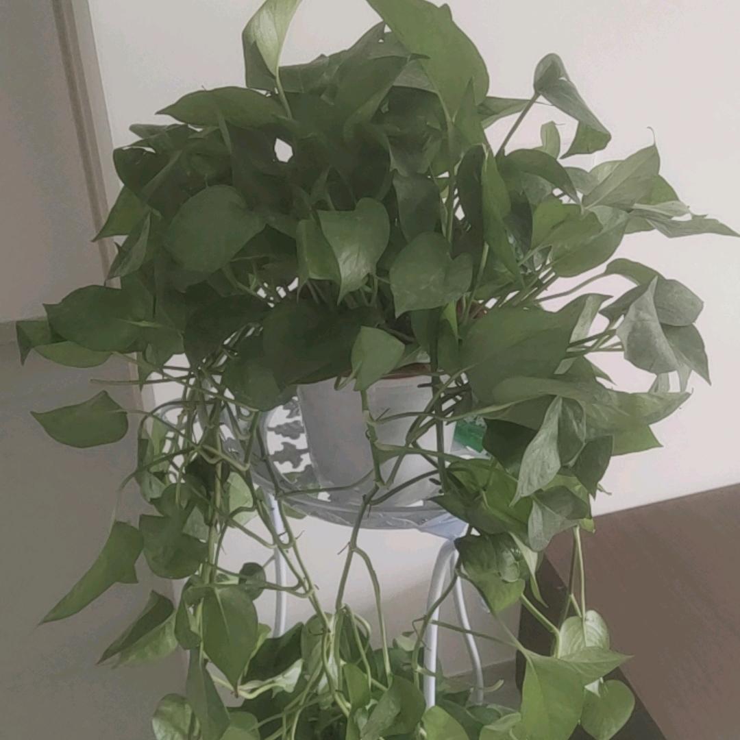 吃不胖晒不黑