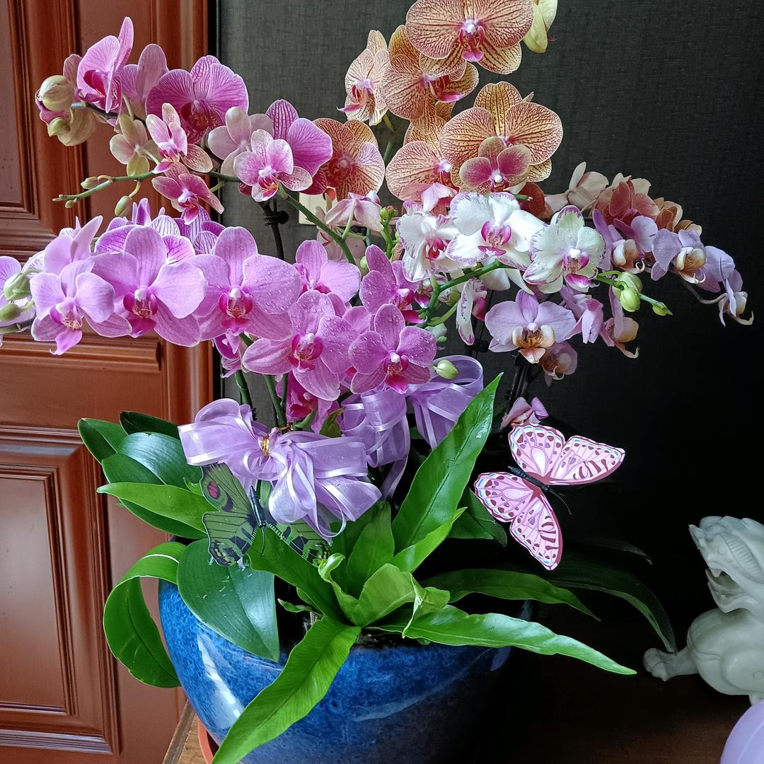 梦想成真（珍）