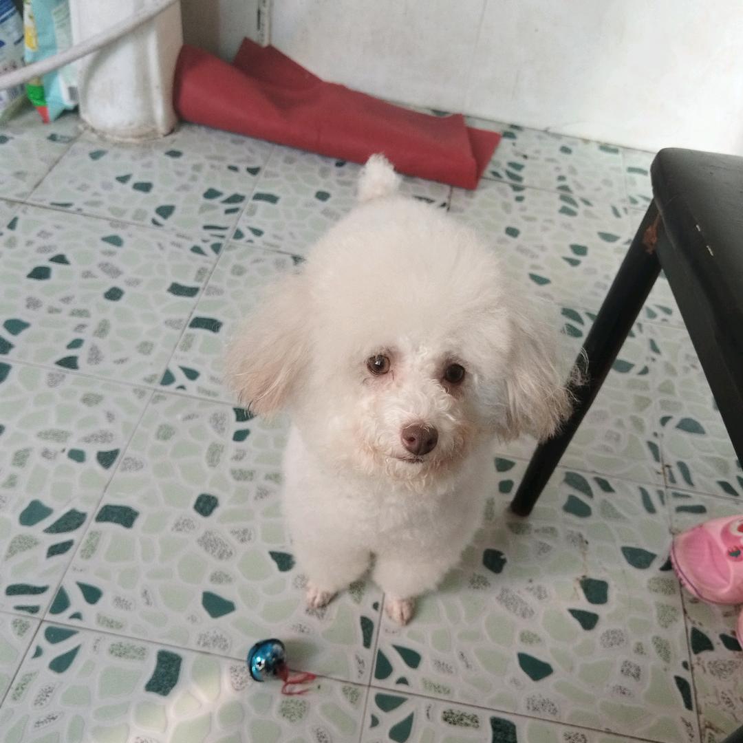 跳跳和小白