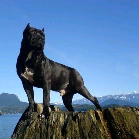 普雷萨加纳利小黑