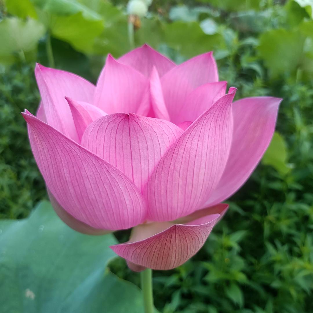 真爱永恒