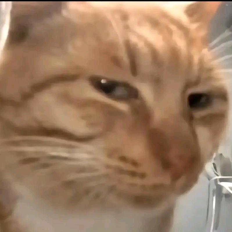 雪暮竹上霜👀(没文化版)