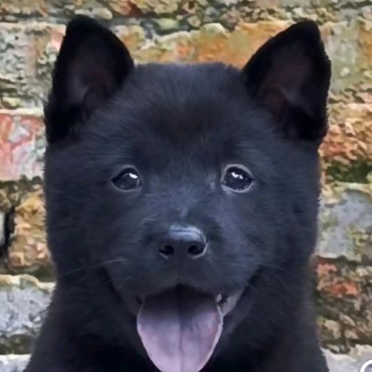 会rap的德国牧羊犬