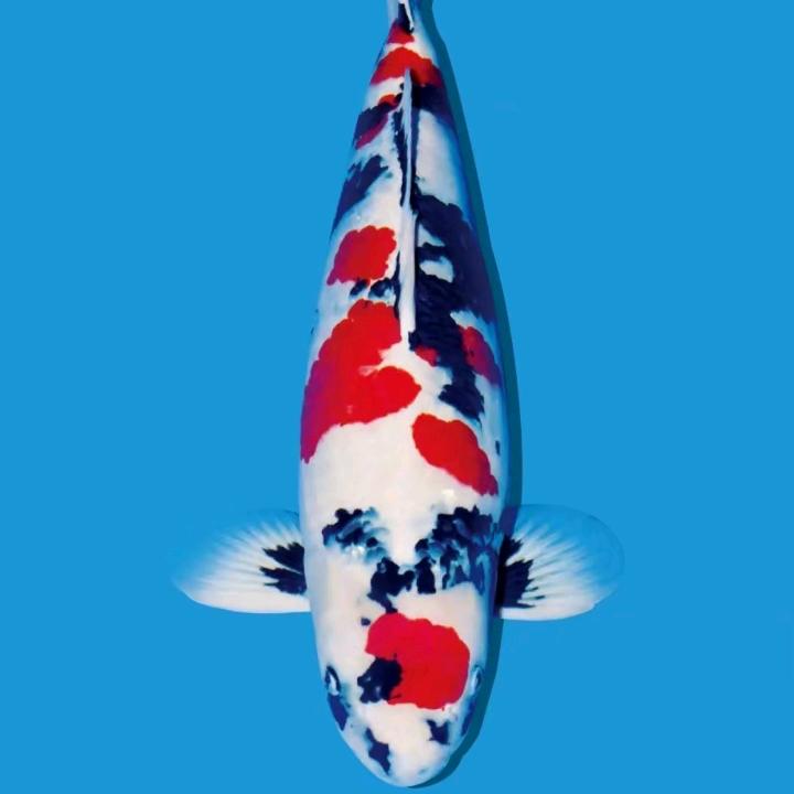 单色专场（玩家）